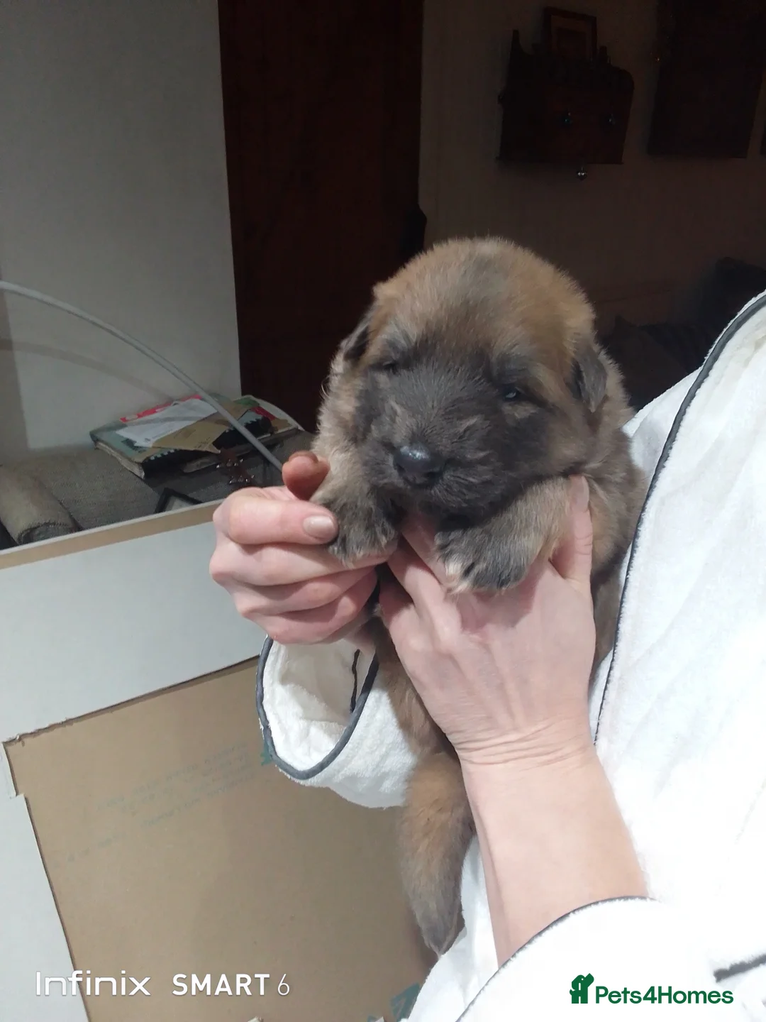 German Shepherd dogs for sale: Mercy's pups - Advert 5