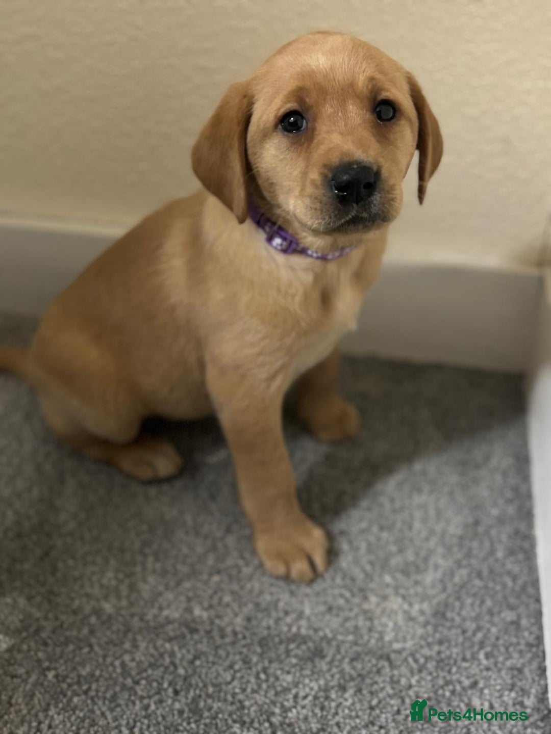 Labrador Retriever dogs for sale: Labrador puppies - Advert 35