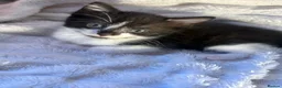 Domestic Shorthair cats for sale: 🐾 Gorgeous Black & White Kittens  - Advert 5