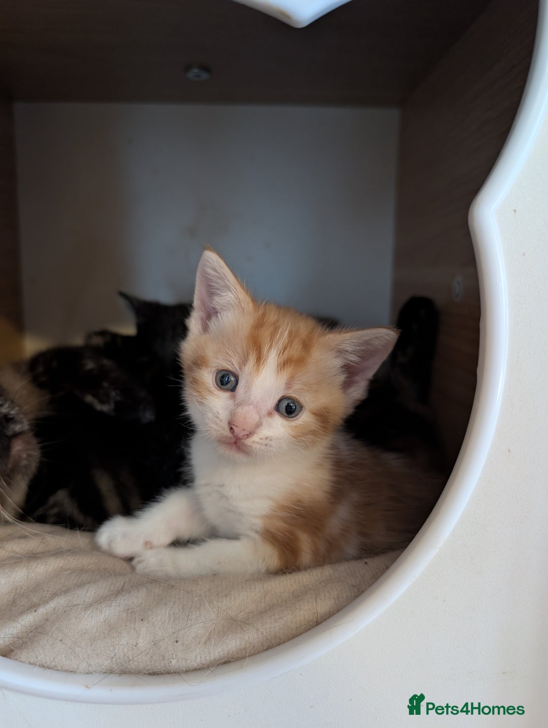 Mixed Breed cats for sale: Gorgeous kittens ready for new homes - Image 4