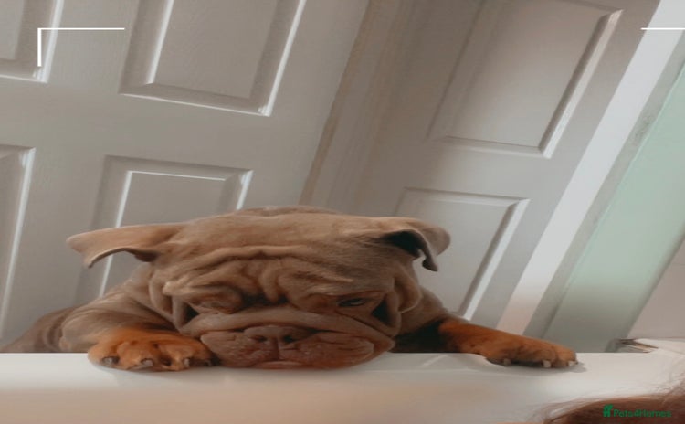 English Bulldog dogs - Advert 1