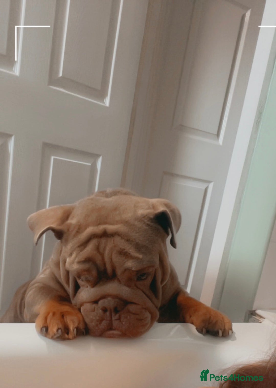 English Bulldog dogs for sale: Our beautiful English bulldog for sale - Image 1