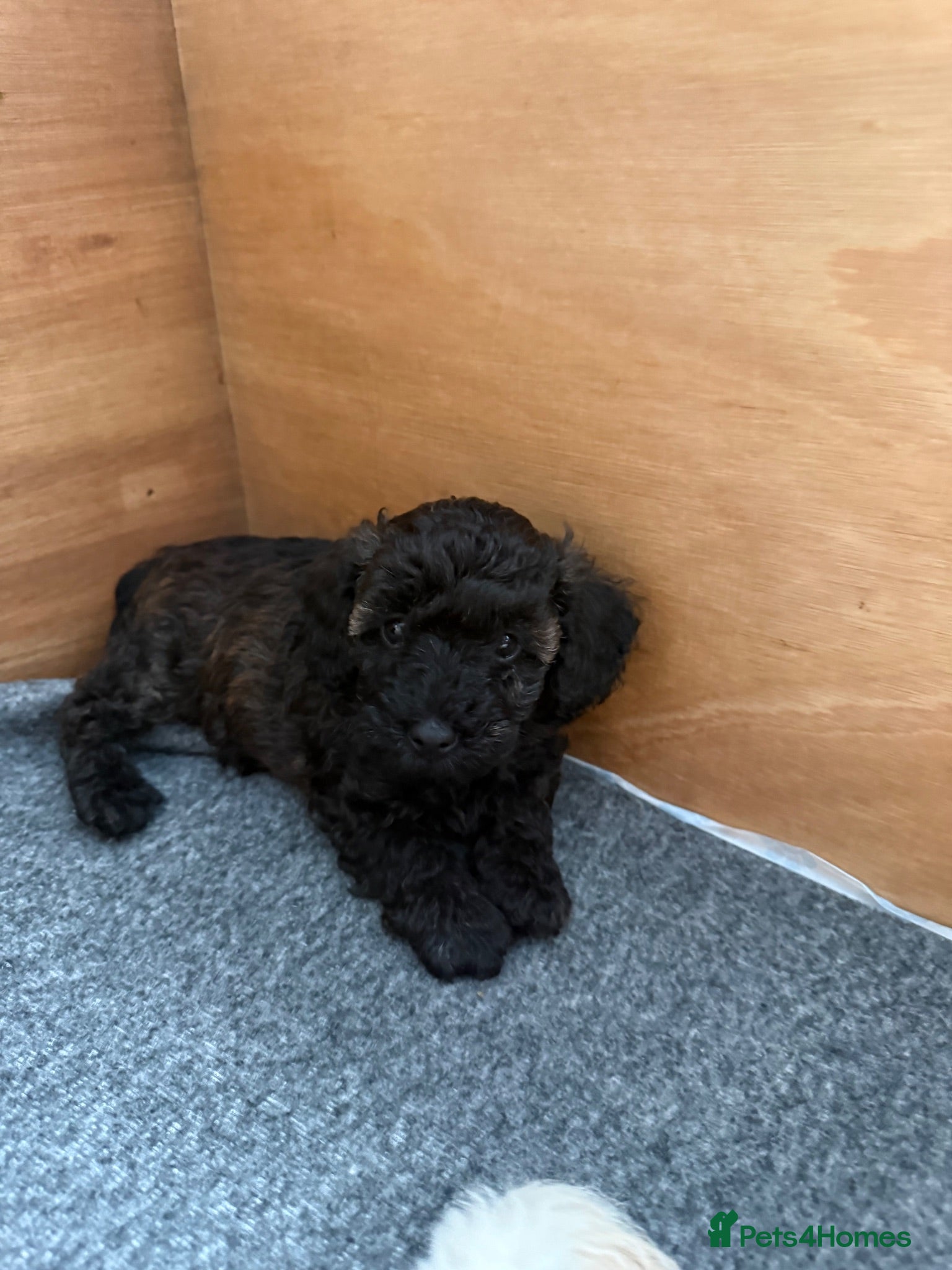 Westiepoo dogs Beautiful Westiepoo Puppies–Ready to Reserve ❤️🐶 - Advert 2