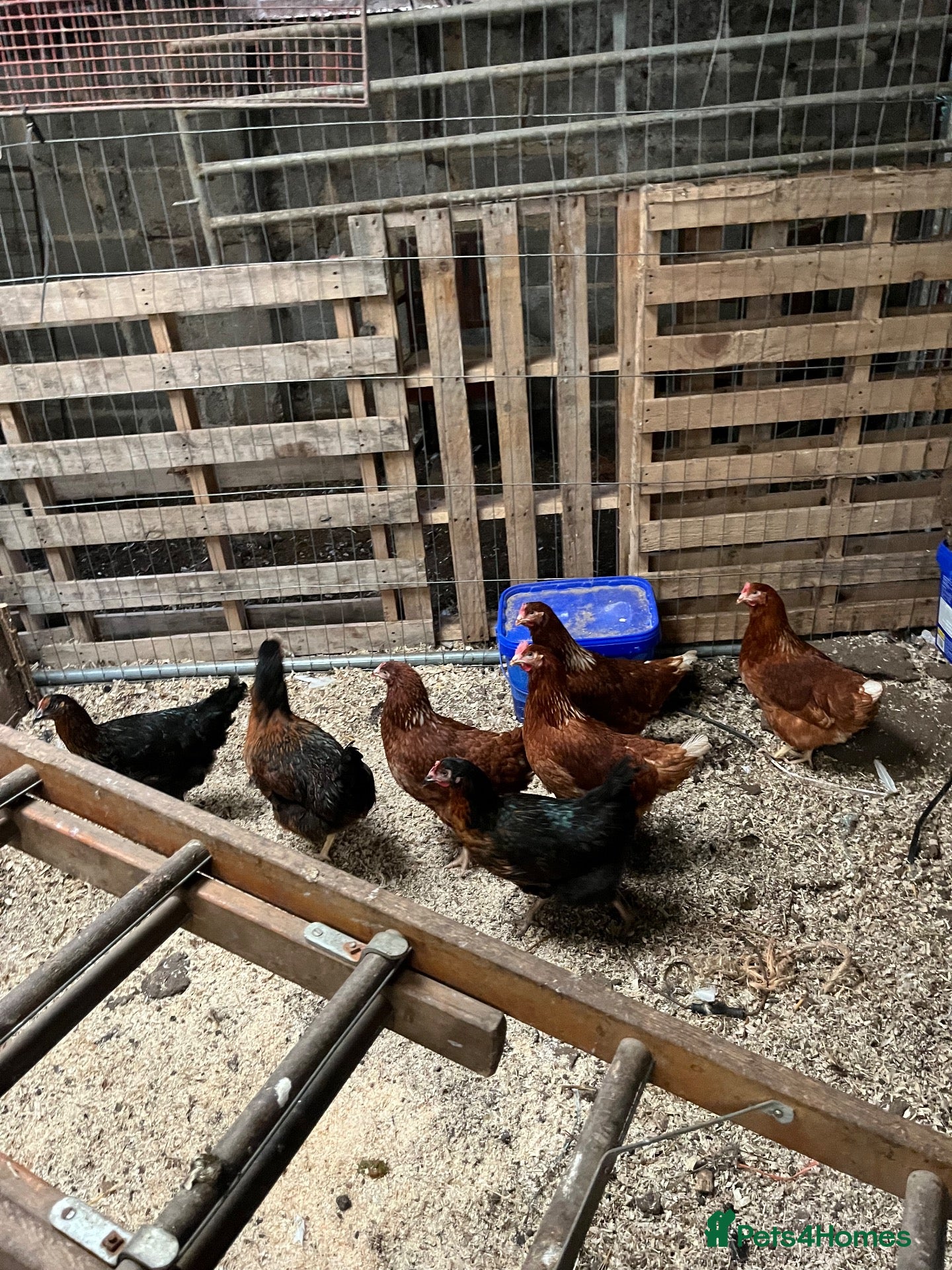 Chickens poultry 25 week old polHybrids  - Advert 1