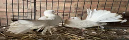 Doves birds for sale: Beautiful Flock 50–60 Fantails, Doves&Pigeons–Free - Advert 1