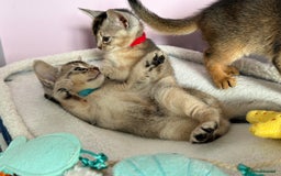 Abyssinian cats for sale: TICA reg Abyssinian sweet kittens rare colours  - Image 17