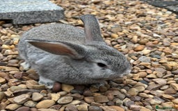 Mini Lop rabbits for sale: Mini Lops Ready now!!!!  in Coalville - Image 6