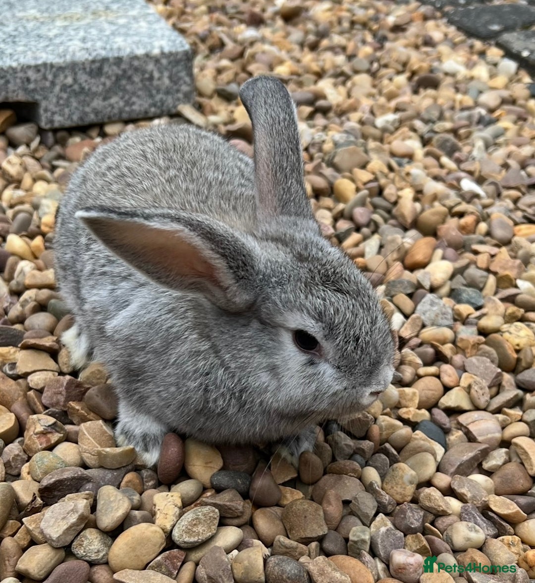 Mini Lop rabbits for sale: Mini Lops Ready now!!!!  in Coalville - Image 6