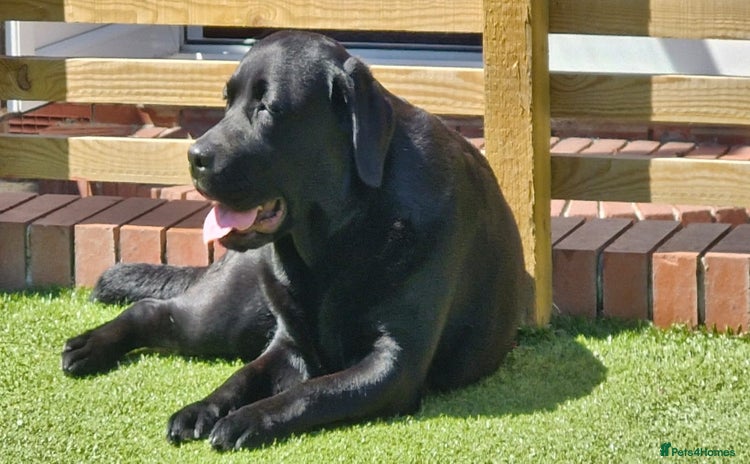 Labrador Retriever dogs - Advert 1