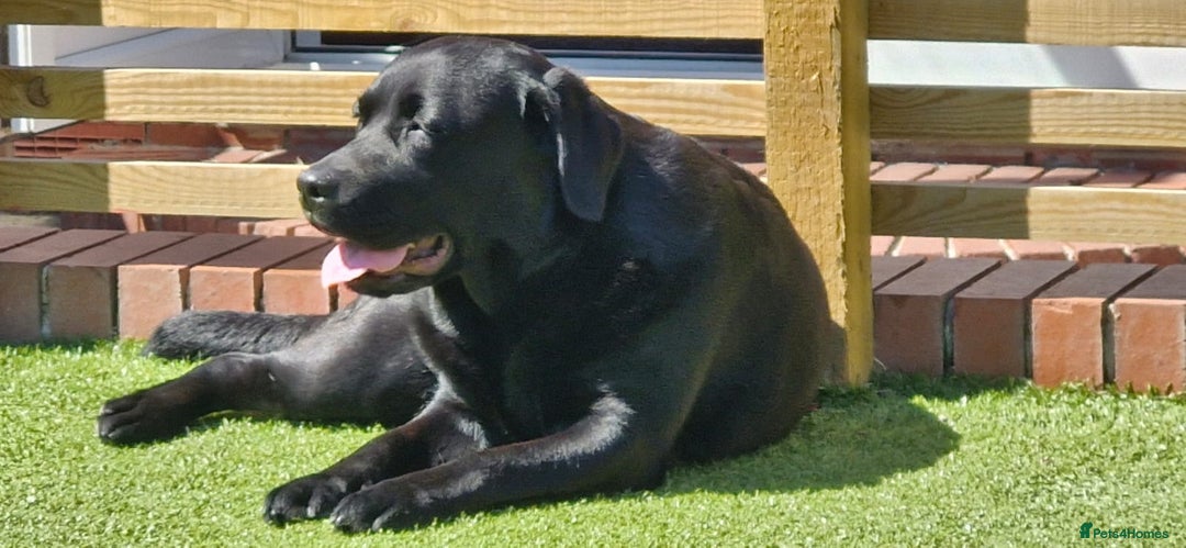 Labrador Retriever dogs for sale: Beautiful Litter Of Chocolate And Black PUPS - Image 1