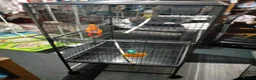 Parrots birds for sale: PAIR OF CELESTIAL PARROLETS LARGE CAGE ON WHEELS - Advert 2
