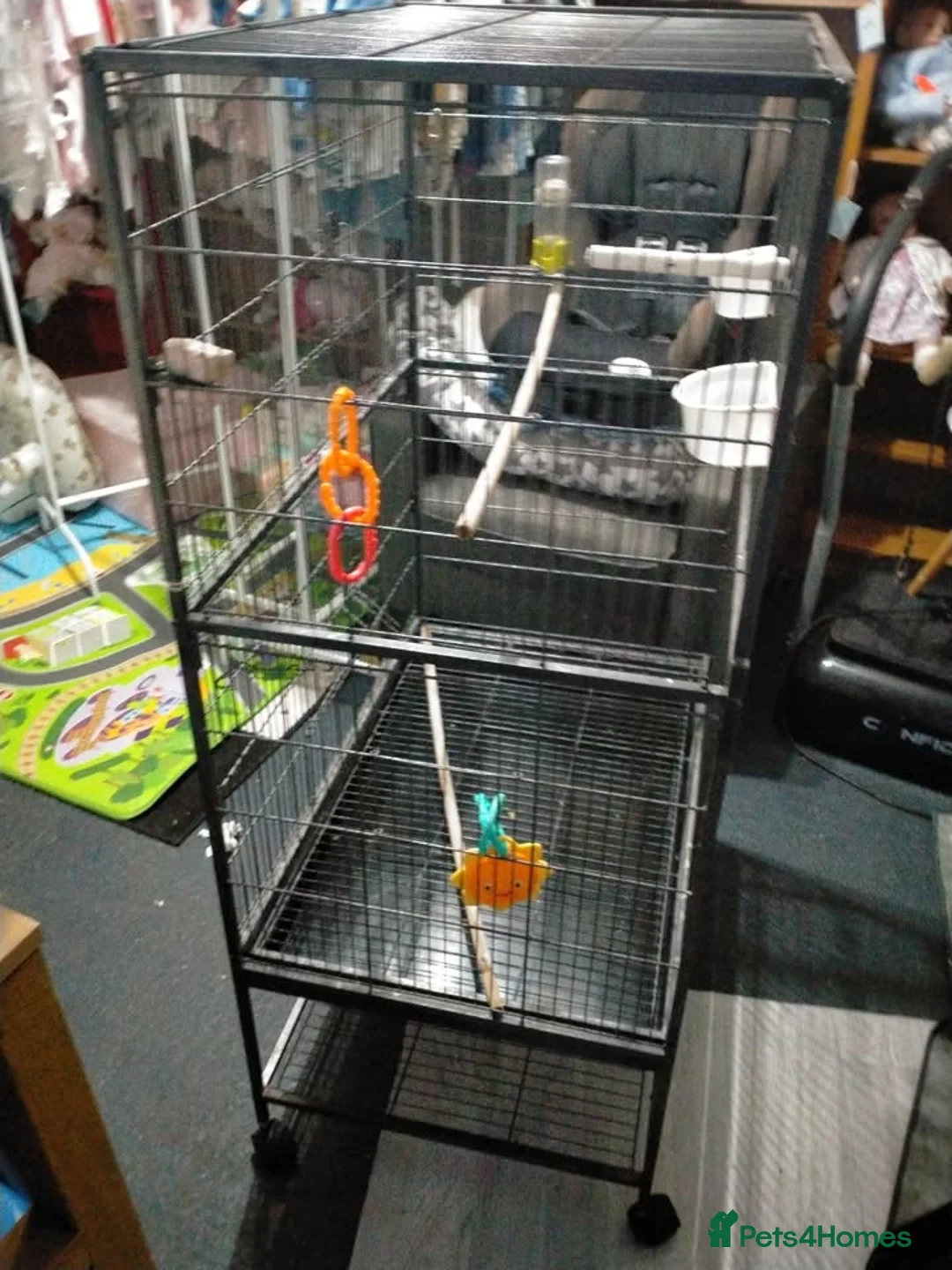 Parrots birds for sale: PAIR OF CELESTIAL PARROLETS LARGE CAGE ON WHEELS - Advert 2