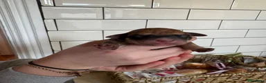 Mixed Breed Puppy 2