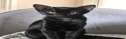 Mixed Breed cats for sale: Adorable Playful Kittens Looking for Forever Homes in London - Advert 3