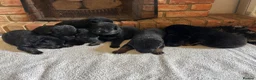 German Shepherd dogs for sale: Quality Litter of GSD Puppy’s @icepack - Advert 15