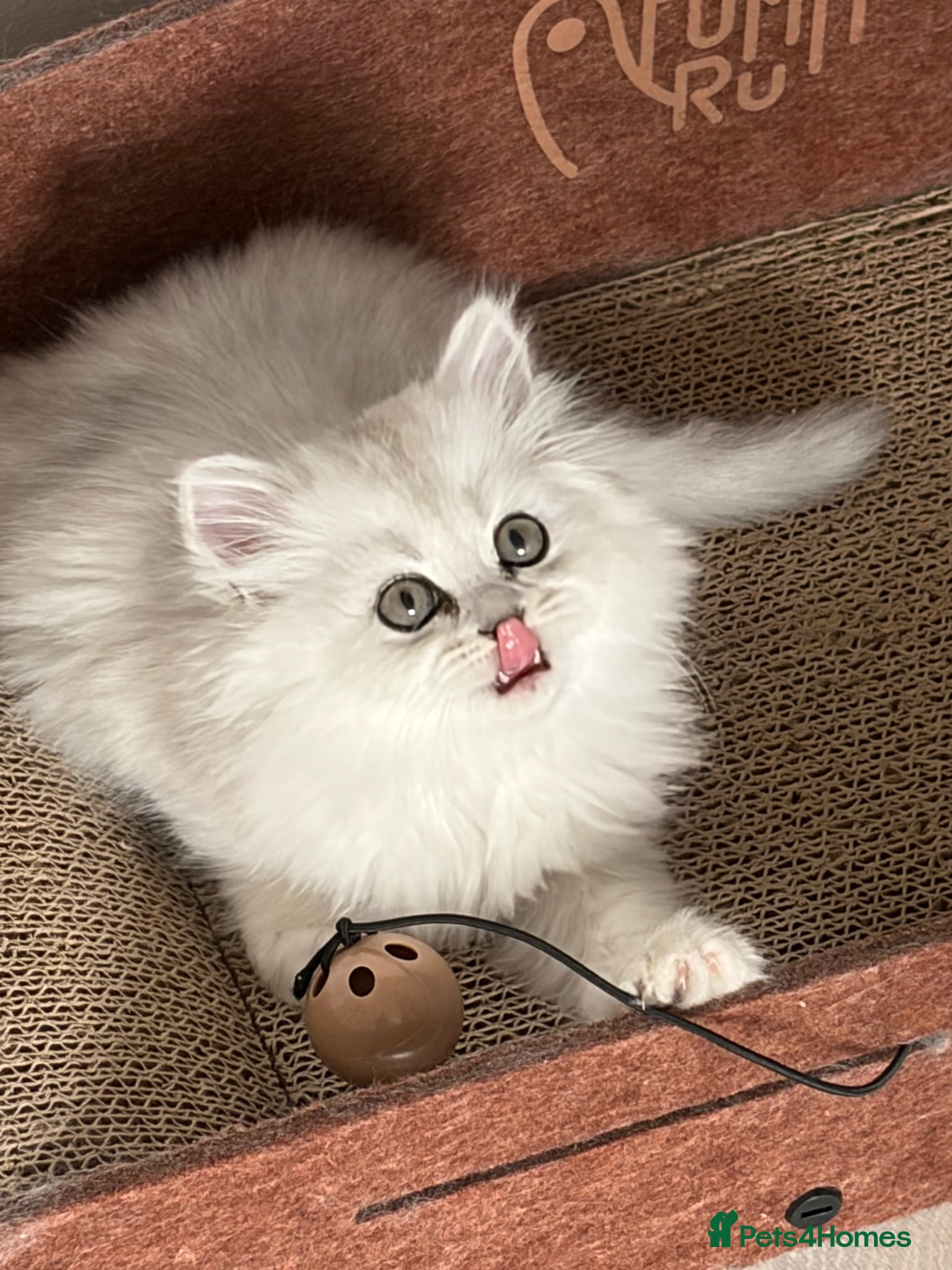 Persian cats Persian Kittens  - Advert 2