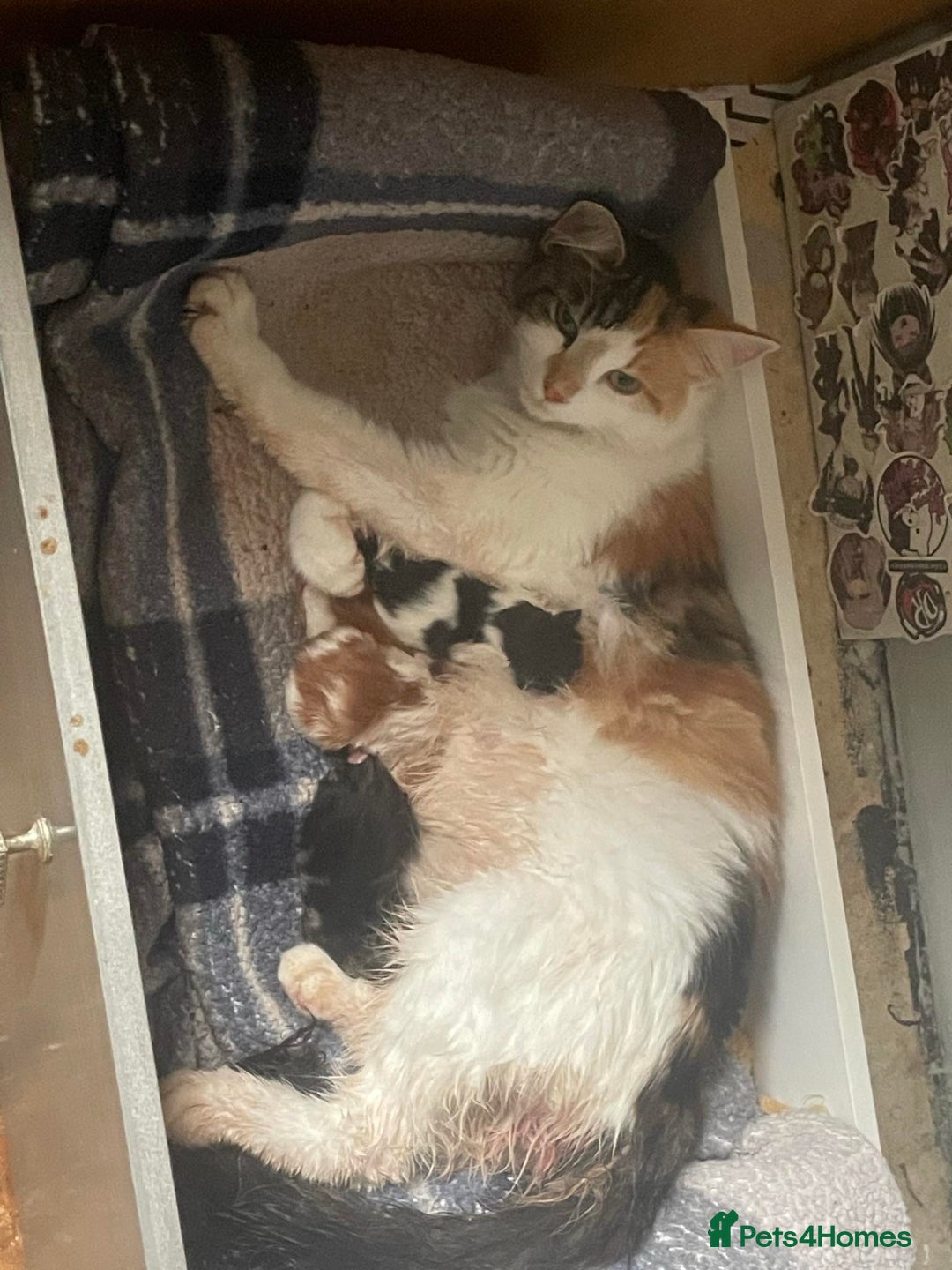 Domestic Shorthair cats for sale: Domestic Kittens  - Image 3