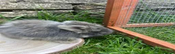 Angora rabbits for sale: Full Face English Angoras - Advert 24