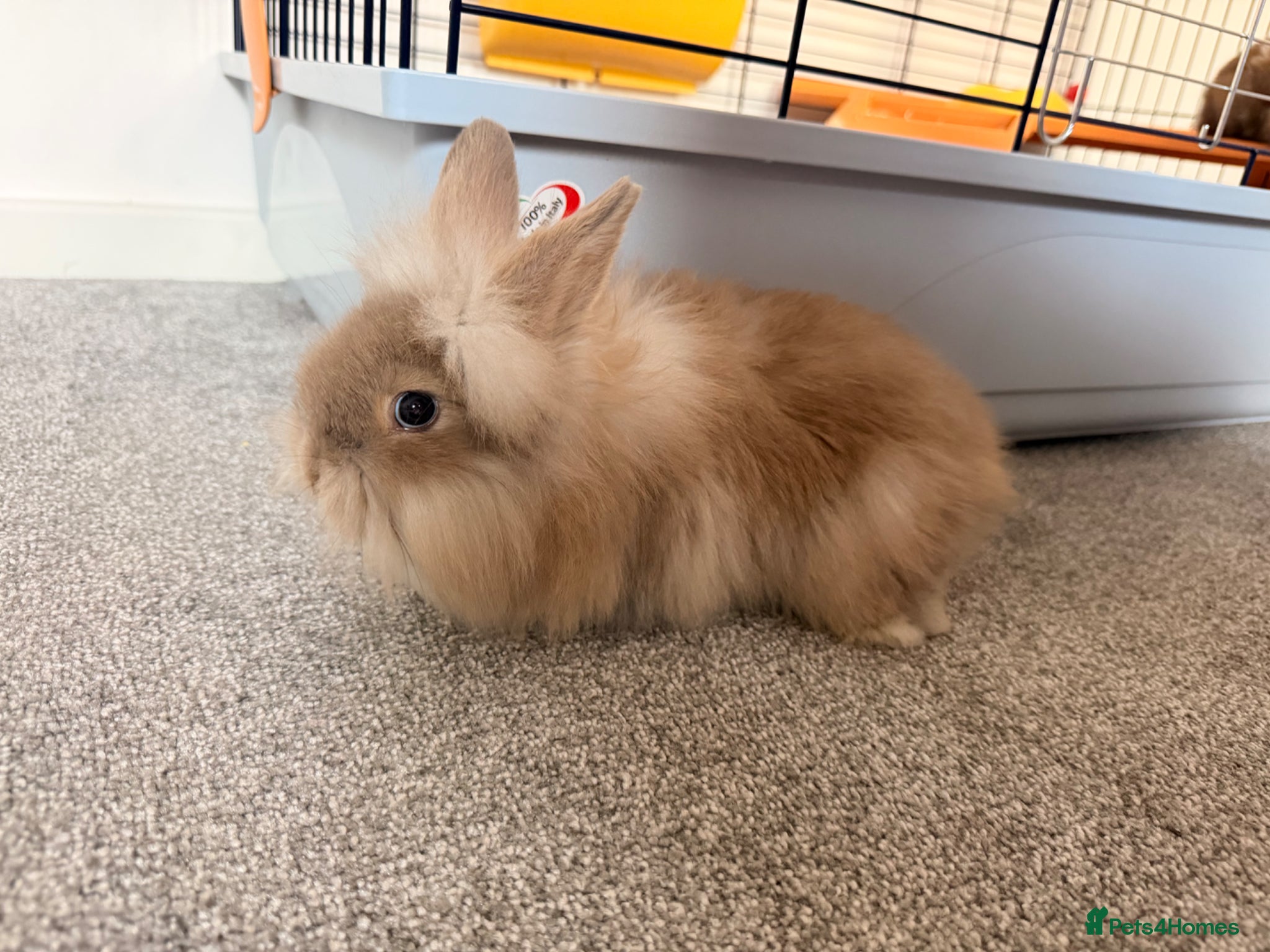 Mini Lion Lop rabbits Mini lion lop  - Advert 2