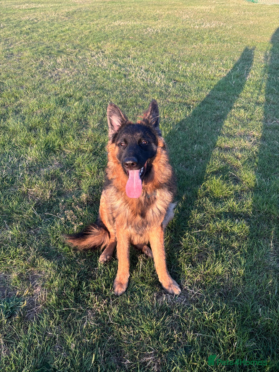 German Shepherd dogs for sale: Rehoming 1 Year Old German Shepherd Male - Image 13