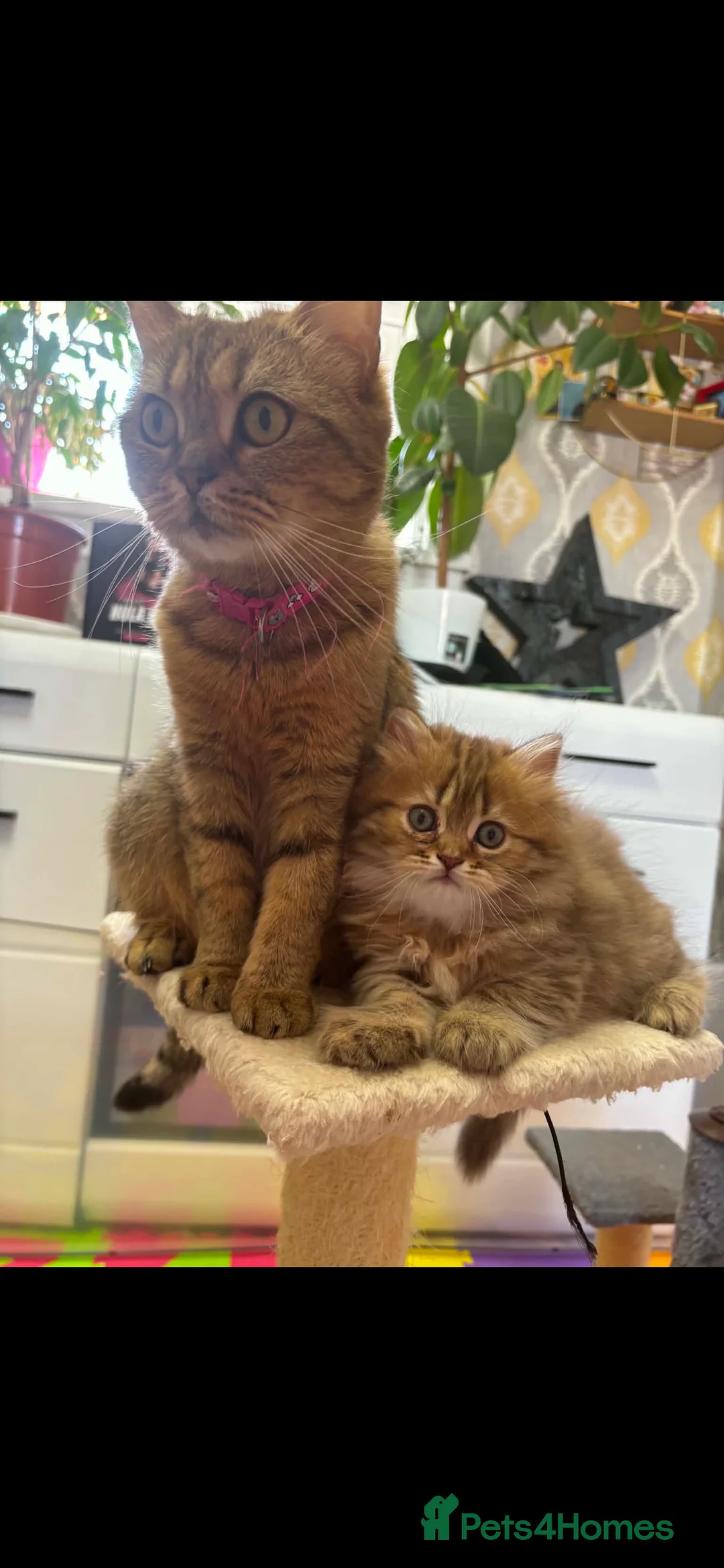 British Shorthair cats for sale: Beautiful  British Shorthair kittens 🐾 - Advert 2