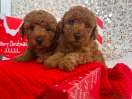 Toy Poodle dogs KC registered tiny toy poodles - Advert 1