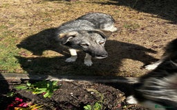 Mixed Breed dogs for sale: Adorable ODY - Image 13