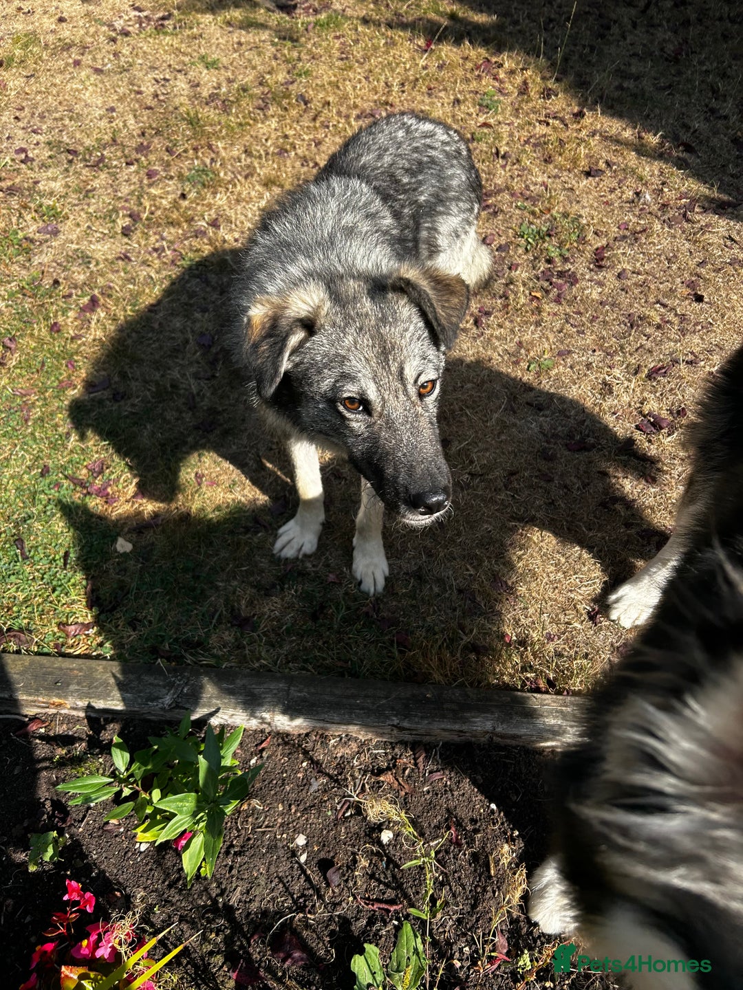 Mixed Breed dogs for sale: Adorable ODY - Image 13