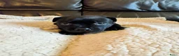 Staffordshire Bull Terrier dogs for sale: KC Staffordshire bull terrier pups for sale  - Advert 9
