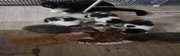 Mixed Breed cats for sale: 2 different litters, tiny kittens  - Advert 6