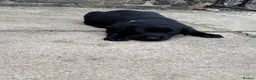 Labrador Retriever dogs for sale: *Stunning Labrador puppies* - Advert 4