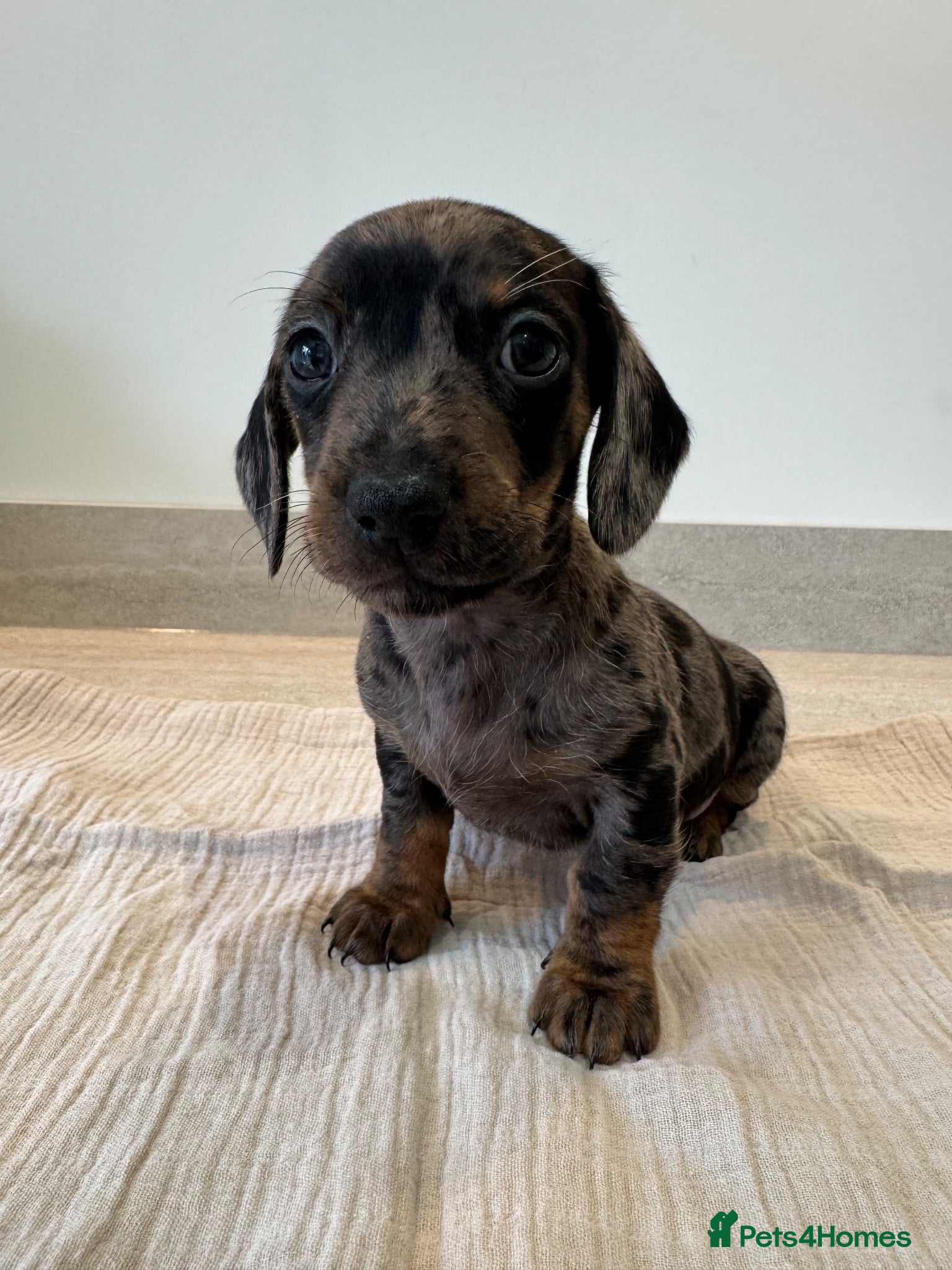 Miniature Dachshund dogs Stunning true mini KC Dachshund puppies - Advert 4