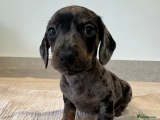 Miniature Dachshund dogs Stunning true mini KC Dachshund puppies - Advert 4