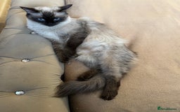 Ragdoll cats for sale: Beautiful Ragdoll Kittens - Advert 13