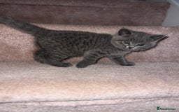 British Shorthair cats for sale: British shorthair male  - Image 3