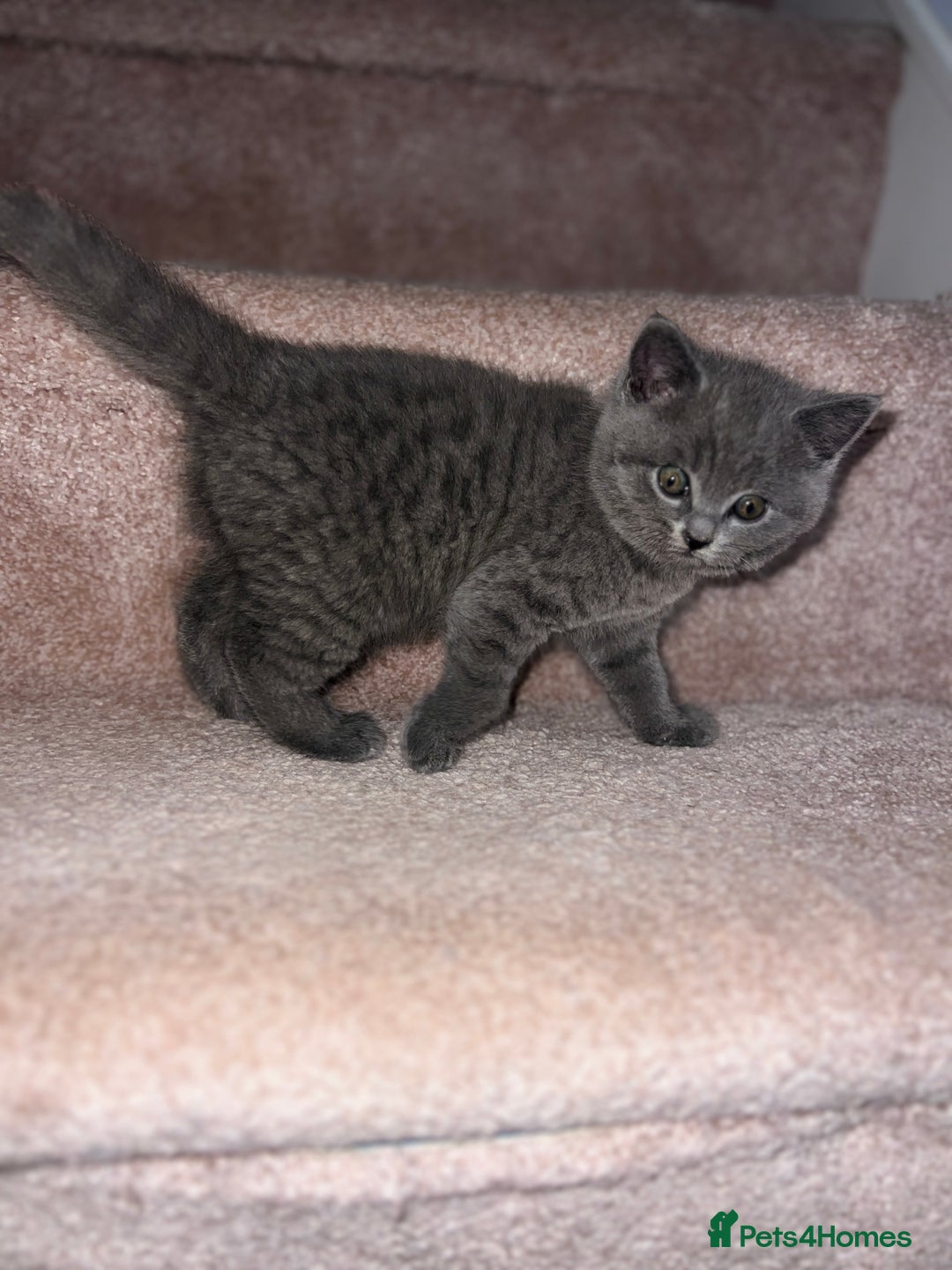 British Shorthair cats for sale: British shorthair male  - Image 3