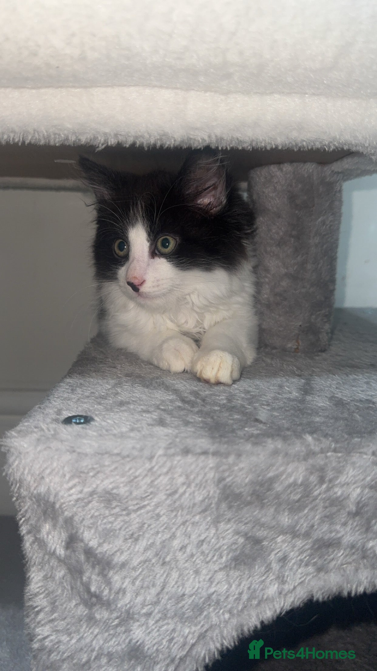 Domestic Shorthair cats for sale: 2 boys and 2 girl kittens - Advert 4