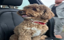 Cockapoo dogs for sale: Male 4 year old  - Advert 6