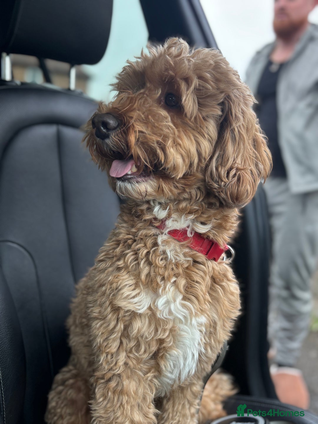 Cockapoo dogs for sale: Male 4 year old  - Advert 6
