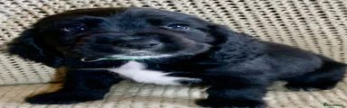  Puppy 3