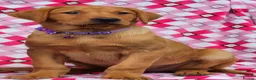 Labrador Retriever dogs for sale: 🩵🩵 2 KC Reg Dark Fox Red Labrador Pups!!🩵🩵  - Advert 6