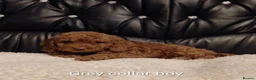 Cockapoo dogs for sale: 8 Beautiful Cockapoo Puppies  4 Boys & 4 Girls - Advert 4