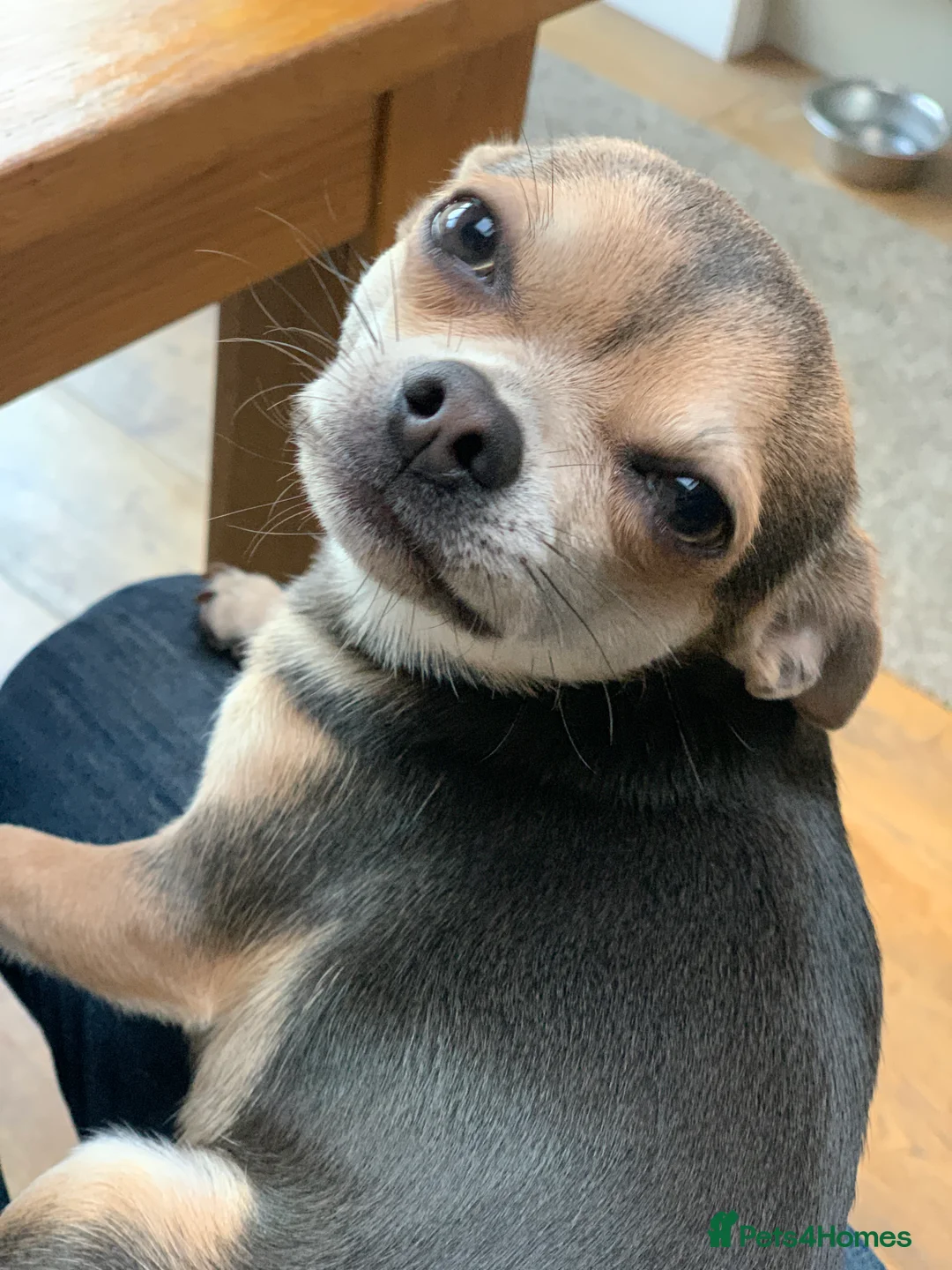 Chihuahua dogs for stud: Kenobi  - Advert 4