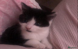 Mixed Breed cats for sale: Loving Kittens Looking For Forever Home - Image 4