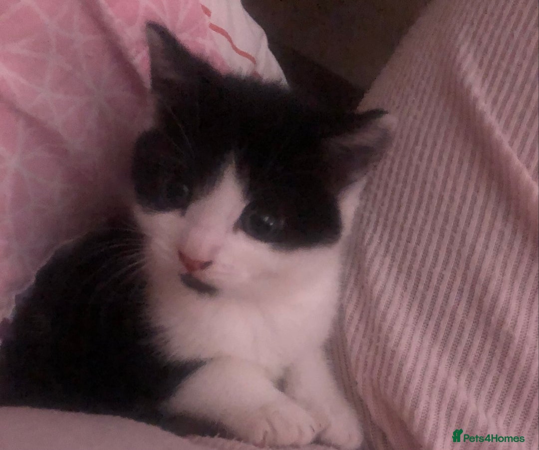Mixed Breed cats for sale: Loving Kittens Looking For Forever Home - Image 4