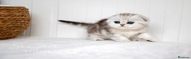 Jenny