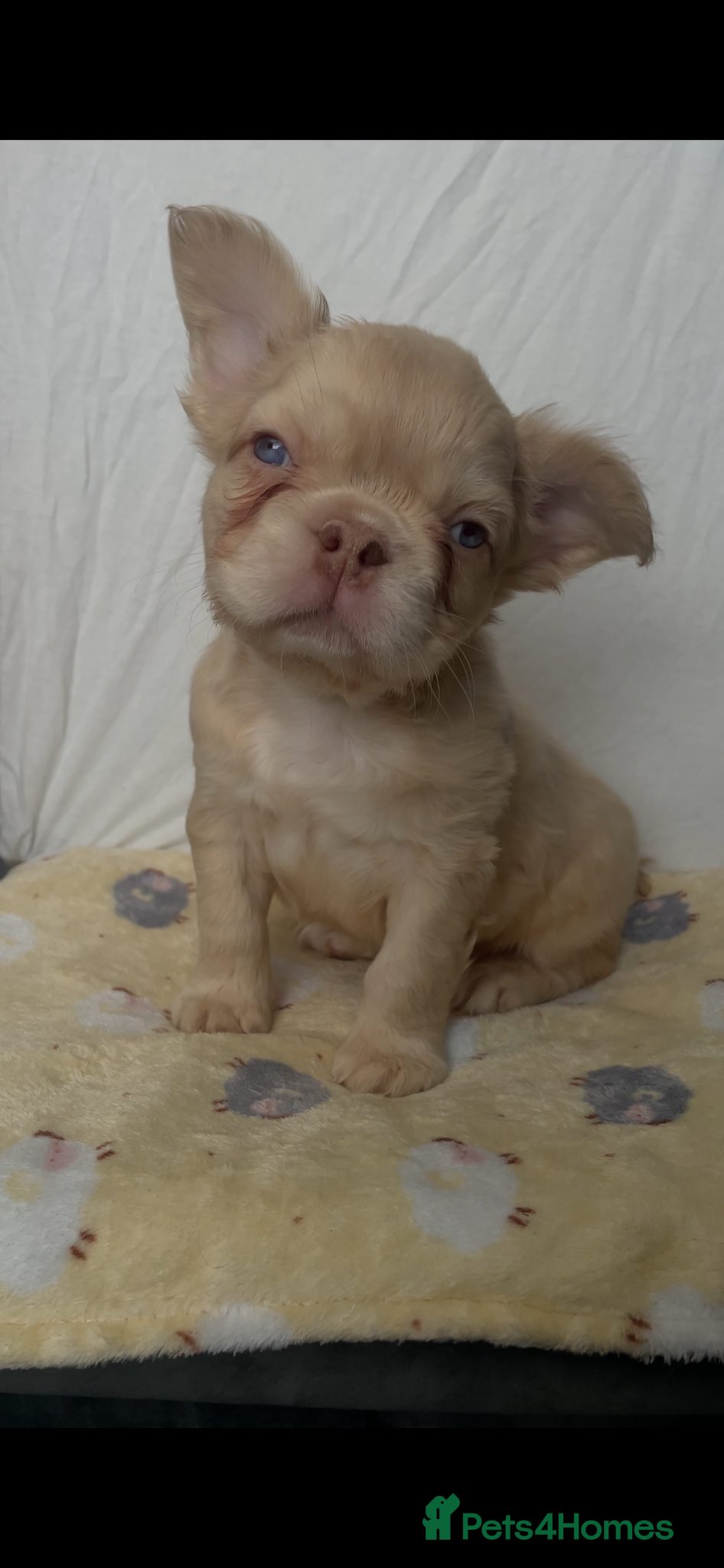 French Bulldog dogs Male Fluffy French Bulldog Puppies  - Advert 2