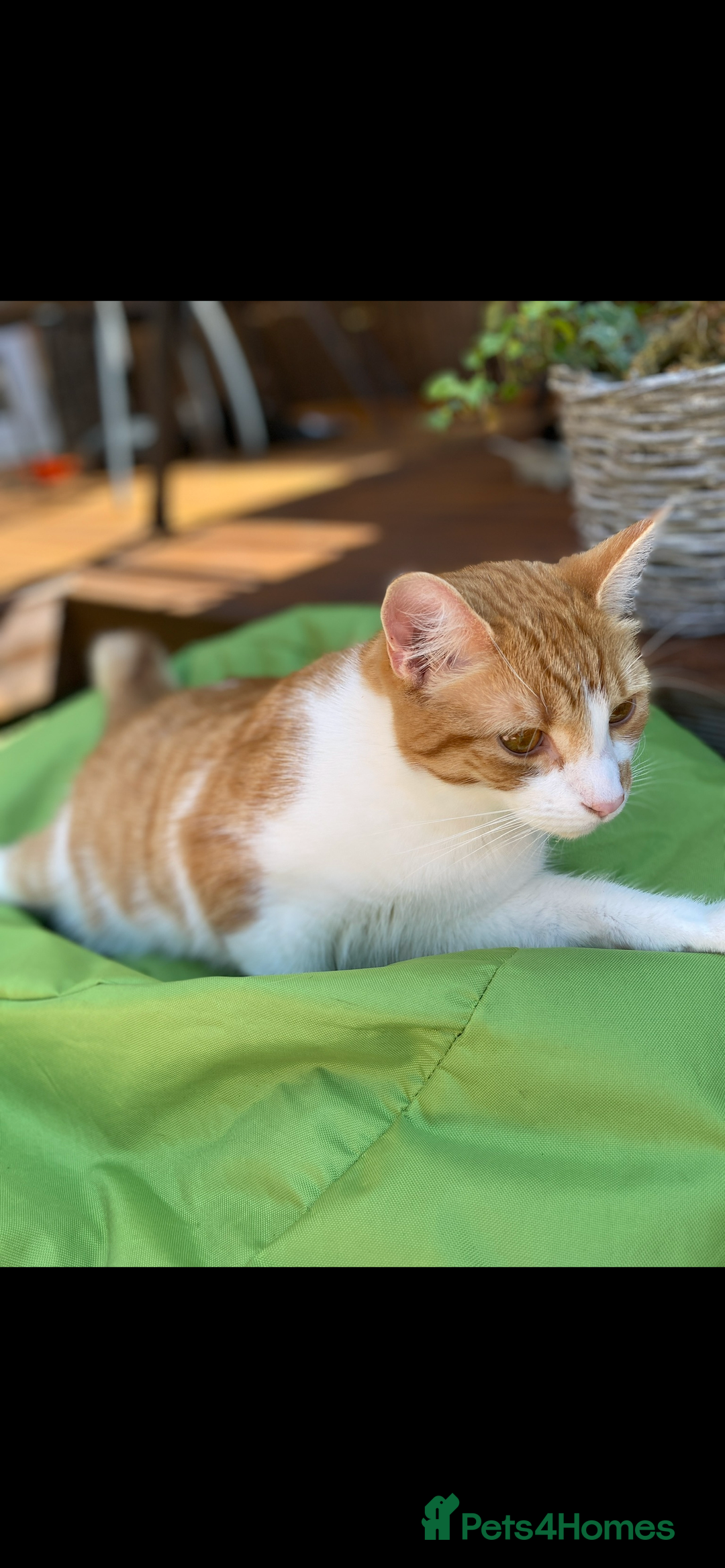 Mixed Breed cats for sale: Stumpy  - Advert 8