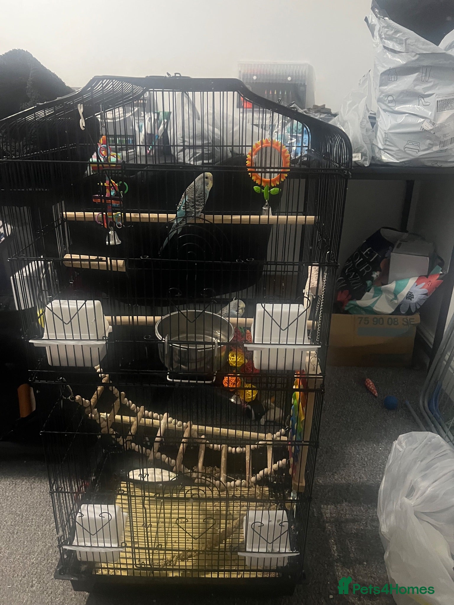 Budgerigars birds Two beautiful male budgies for sale  - Advert 2