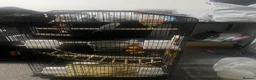 Budgerigars birds for sale: Two beautiful male budgies for sale  - Advert 1